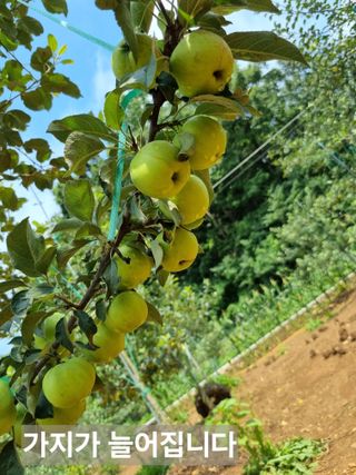 풍요님의 사과 · 묘목•접목 작성글 사진