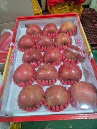 사과와곶감님의 사과 · 영농일지 작성글 사진