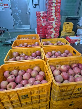 사과와곶감님의 사과 · 영농일지 작성글 사진