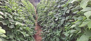 신동원님의 그동안 생산한 농작물은? · 참여글 작성글 사진