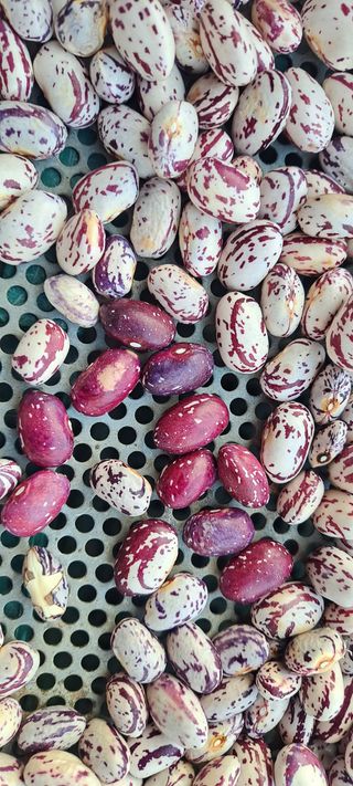 신동원님의 그동안 생산한 농작물은? · 참여글 작성글 사진