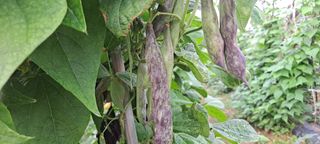 신동원님의 그동안 생산한 농작물은? · 참여글 작성글 사진