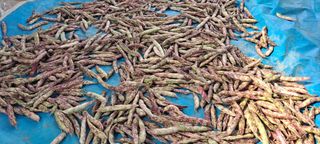 신동원님의 그동안 생산한 농작물은? · 참여글 작성글 사진