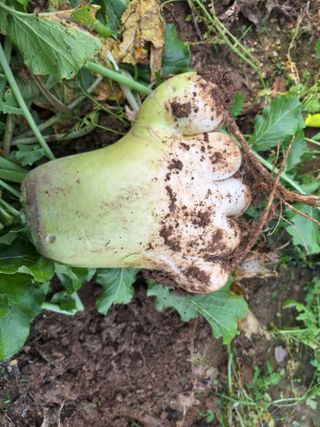 신동원님의 그동안 생산한 농작물은? · 참여글 작성글 사진