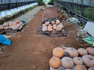 신동원님의 그동안 생산한 농작물은? · 참여글 작성글 사진