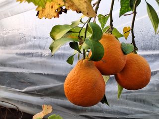 신동원님의 그동안 생산한 농작물은? · 참여글 작성글 사진