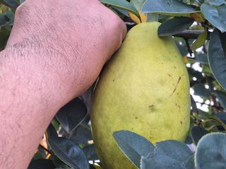 신동원님의 그동안 생산한 농작물은? · 참여글 작성글 사진