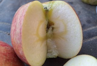 신동원님의 그동안 생산한 농작물은? · 참여글 작성글 사진