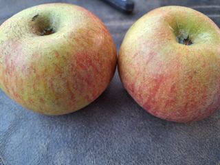 신동원님의 그동안 생산한 농작물은? · 참여글 작성글 사진