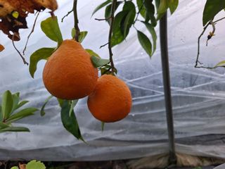 신동원님의 그동안 생산한 농작물은? · 참여글 작성글 사진