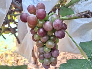 신동원님의 그동안 생산한 농작물은? · 참여글 작성글 사진