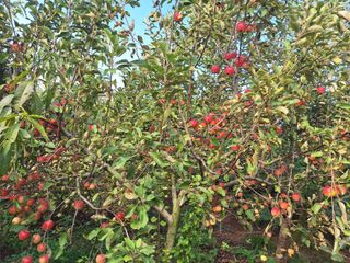 신동원님의 그동안 생산한 농작물은? · 참여글 작성글 사진