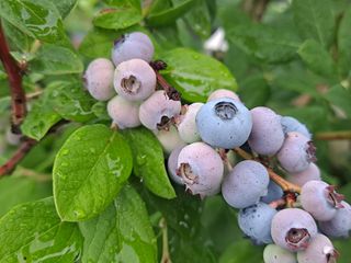 신동원님의 그동안 생산한 농작물은? · 참여글 작성글 사진