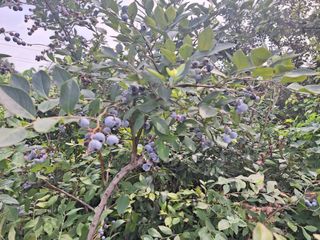 신동원님의 그동안 생산한 농작물은? · 참여글 작성글 사진