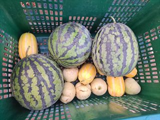 신동원님의 그동안 생산한 농작물은? · 참여글 작성글 사진