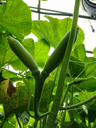 879412님의 그동안 생산한 농작물은? · 참여글 작성글 사진