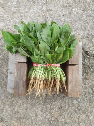 서씨농장님의 그동안 생산한 농작물은? · 참여글 작성글 사진