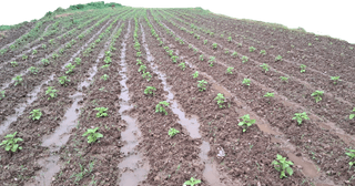 남궁봉님의 그동안 생산한 농작물은? · 참여글 작성글 사진