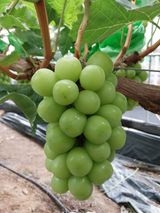 팜모닝 고구마·자유게시판 게시글 이미지