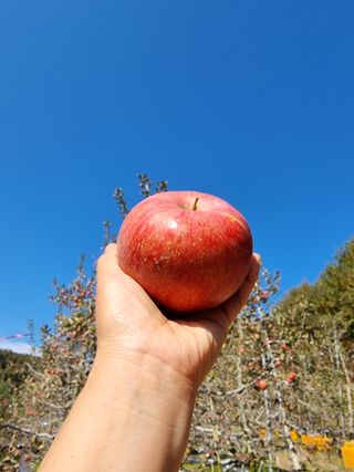 호랑이와인성이님의 작성글 사진