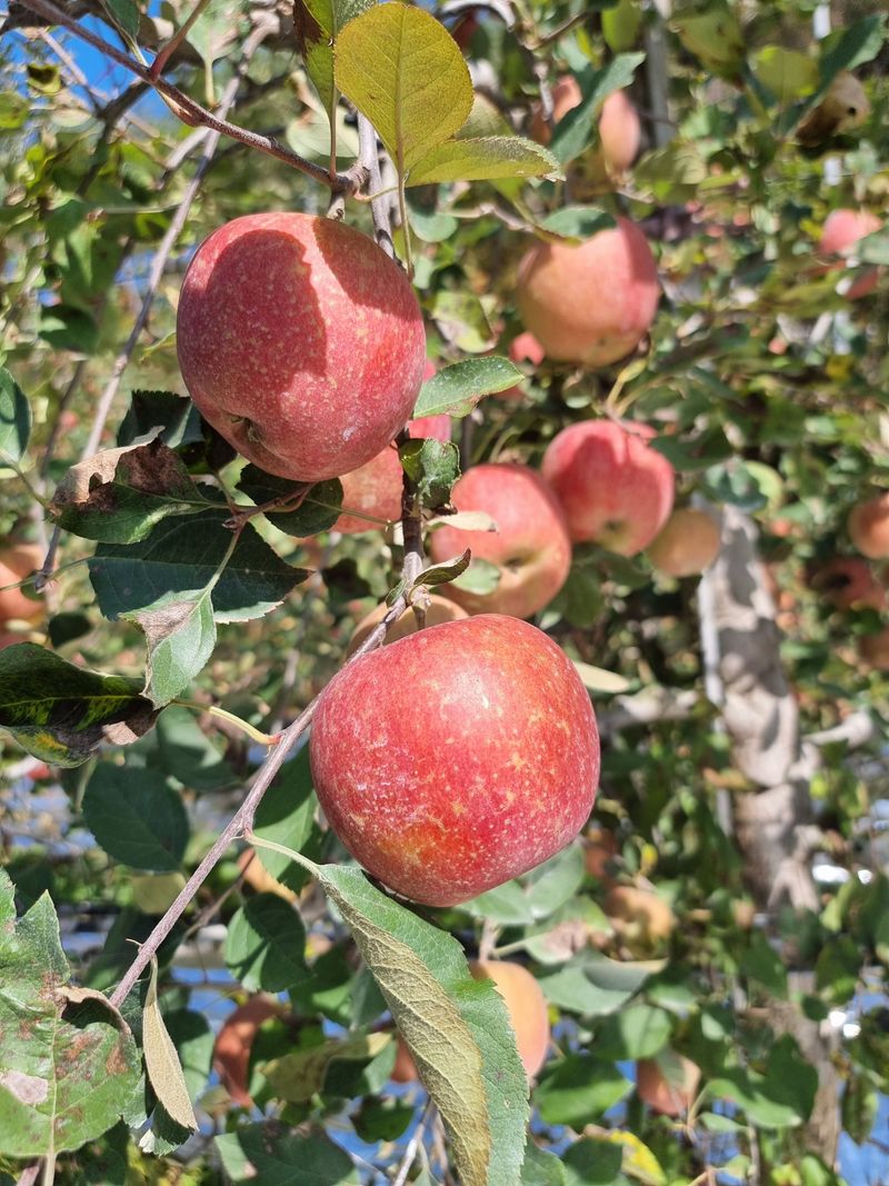 호랑이와인성이님의 장터 판매 상품 [봉화 부사 5kg] 첨부 사진