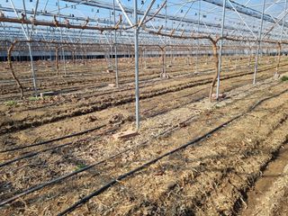 김은수님의 포도 · 영농일지 작성글 사진