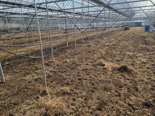 김은수님의 포도 · 영농일지 작성글 사진