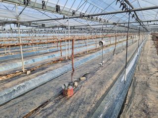 김은수님의 포도 · 영농일지 작성글 사진