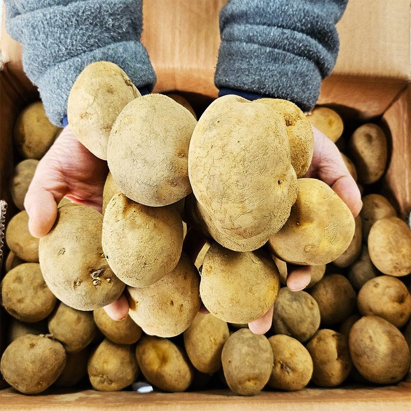 장터 상품 [강원도 씨감자 두백 4KG 8KG 16kg 무료배송] 썸네일