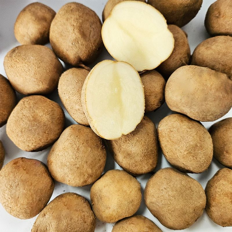 산들마켓,씨앗마켓님의 장터 판매 상품 [강원도 씨감자 두백 4KG 8KG 16kg 무료배송] 첨부 사진