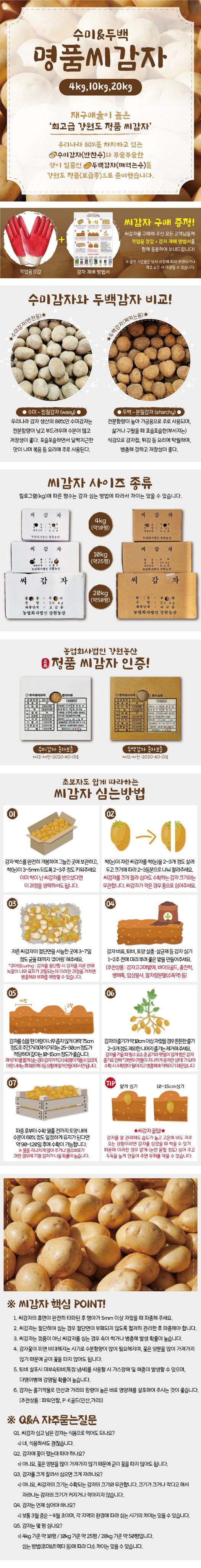 산들마켓,씨앗마켓님의 장터 판매 상품 [강원도 씨감자 두백 4KG 8KG 16kg 무료배송] 첨부 사진