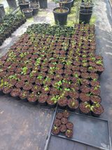 팜모닝 블루베리·자유게시판 게시글 이미지