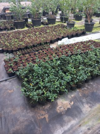 하늘농원님의 블루베리 · 자유게시판 작성글 사진