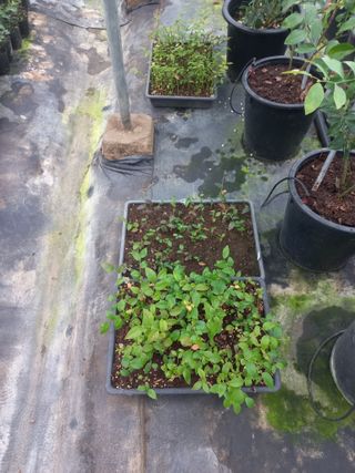 하늘농원님의 블루베리 · 자유게시판 작성글 사진