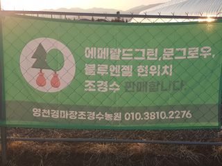 영천경마장조경수농원님의 그동안 생산한 농작물은? · 참여글 작성글 사진