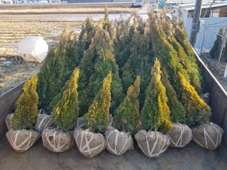 영천경마장조경수농원님의 그동안 생산한 농작물은? · 참여글 작성글 사진