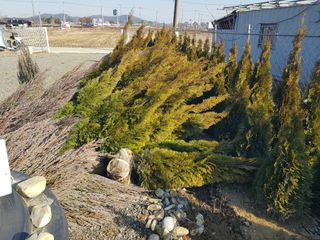 영천경마장조경수농원님의 그동안 생산한 농작물은? · 참여글 작성글 사진