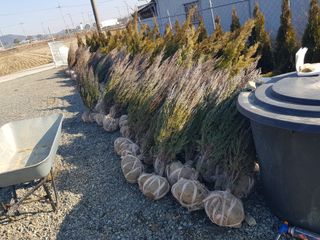 영천경마장조경수농원님의 그동안 생산한 농작물은? · 참여글 작성글 사진