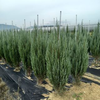 영천경마장조경수농원님의 그동안 생산한 농작물은? · 참여글 작성글 사진