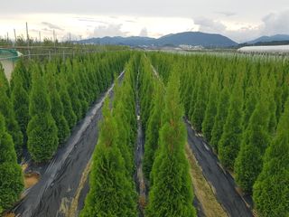 영천경마장조경수농원님의 그동안 생산한 농작물은? · 참여글 작성글 사진