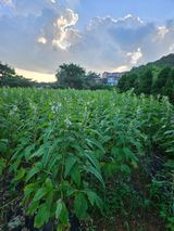 팜모닝 그동안 생산한 농작물은?·참여글 게시글 이미지