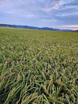장송녀약초사랑농삿꾼님의 그동안 생산한 농작물은? · 참여글 작성글 사진