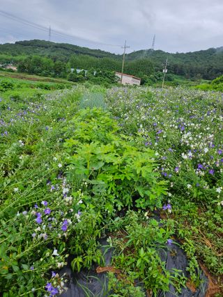 장송녀약초사랑농삿꾼님의 그동안 생산한 농작물은? · 참여글 작성글 사진