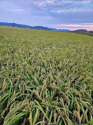 장송녀약초사랑농삿꾼님의 그동안 생산한 농작물은? · 참여글 작성글 사진
