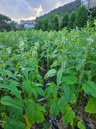 장송녀약초사랑농삿꾼님의 그동안 생산한 농작물은? · 참여글 작성글 사진