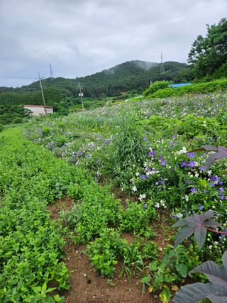 장송녀약초사랑농삿꾼님의 그동안 생산한 농작물은? · 참여글 작성글 사진