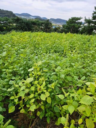 장송녀약초사랑농삿꾼님의 그동안 생산한 농작물은? · 참여글 작성글 사진