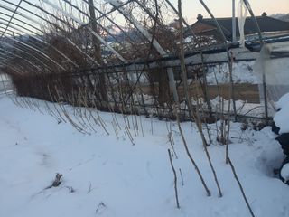 변호연님의 두릅 · 영농일지 작성글 사진