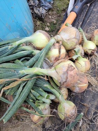 알 수 없음님의 그동안 생산한 농작물은? · 참여글 작성글 사진