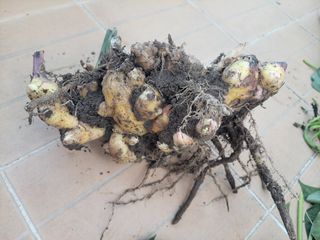 알 수 없음님의 그동안 생산한 농작물은? · 참여글 작성글 사진